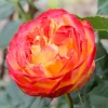 vulcanica_1-500x500-1-1.webp Троянда Вулканіка (Vulcanica)