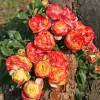 vulcanica_2-500x500-2-1.webp Троянда Вулканіка (Vulcanica)