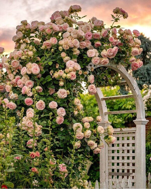 Xgxy7tG5dImzhSAh80BJU3xPd0DCB0ei6BCTqnxBH3k6KoHIuCb1aOnTw0BAzqoBq0MUAyYat3AgdQU62EU9cPgErbwHHacapMGI2smFBclqyr9XuTk2lFd38xDzQQepALwyRVjN3lOdIBAPu65r3UbodQUK57PPSZvS5SRqPvKa0Uls7lfANpE-hD6gqtpE Троянда "Еден Роуз", плетиста