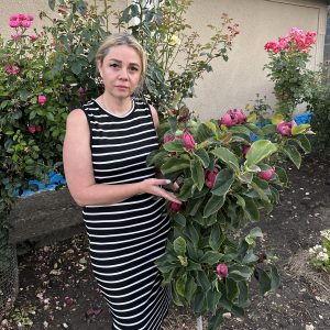 IMG_6378 Магнолія Клеопатра саджанці 3-річні