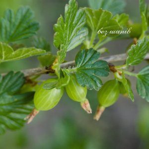 без шипыв (1) Аґрус "Рефламба" на штамбі
