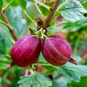 без шипыв Аґрус "Рефламба" на штамбі