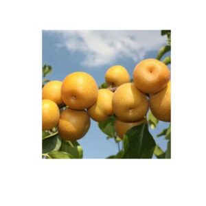 Абрикос "Мелітопольський чорний", середній термін дозрівання