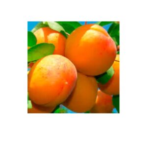 Абрикос "Мелітопольський чорний", середній термін дозрівання