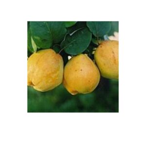 Абрикос "Мелітопольський чорний", середній термін дозрівання