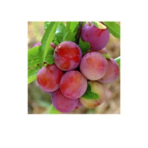 Абрикос "Мелітопольський чорний", середній термін дозрівання