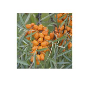 Абрикос "Мелітопольський чорний", середній термін дозрівання