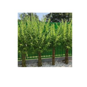 Абрикос "Мелітопольський чорний", середній термін дозрівання