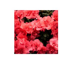 Абрикос "Мелітопольський чорний", середній термін дозрівання