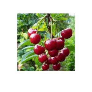 Абрикос "Мелітопольський чорний", середній термін дозрівання