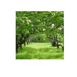 Абрикос "Мелітопольський чорний", середній термін дозрівання