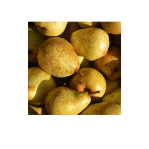 Абрикос "Мелітопольський чорний", середній термін дозрівання