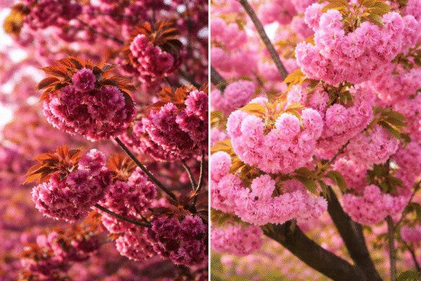 Сакура. Акційний набір з 2 сакур - Бургунді та Канзан