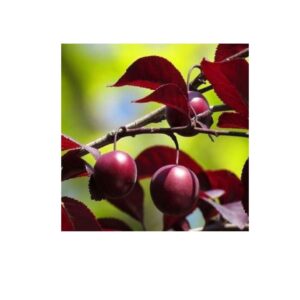 Диплоїдна слива пізня "Лері Енн"саджанці дворічні