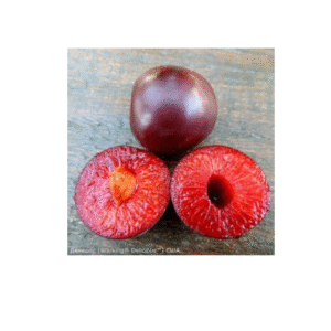 Диплоїдна слива пізня "Лері Енн"саджанці дворічні