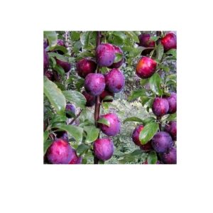 Диплоїдна слива пізня "Лері Енн"саджанці дворічні