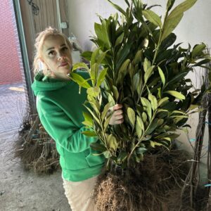 Лавровишня