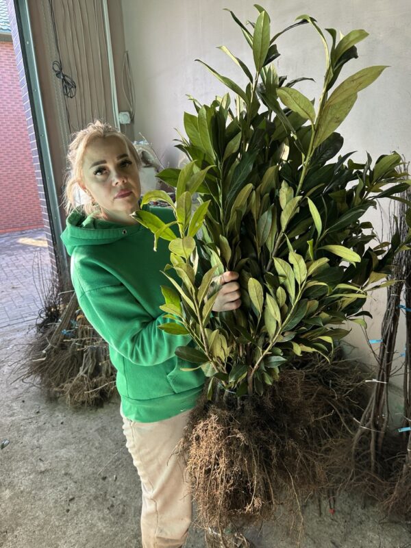 Лавровишня