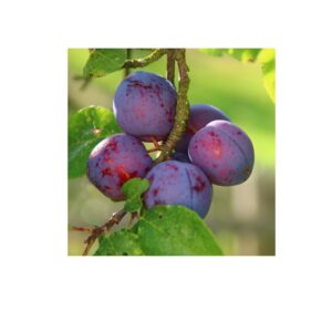 Абрикос "Мелітопольський чорний", середній термін дозрівання