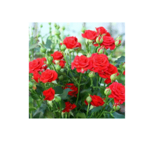 бардюрні Версилія (VERSILLIA)
