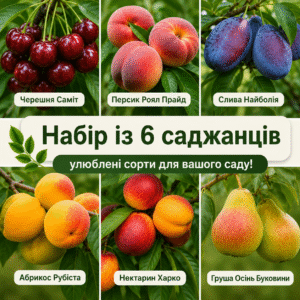 Набір з 6 саджанців плодових дерев