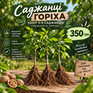 ChatGPT Image 12 сент. 2026 г., 23_42_27 Набір з 3 саджанців грецького горіха