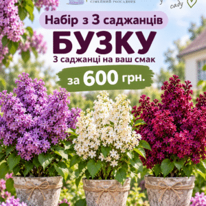 Набір з 3 саджанців бузку