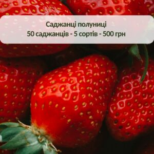 полуниця Набір полуниці - 50 кущів — 500 грн