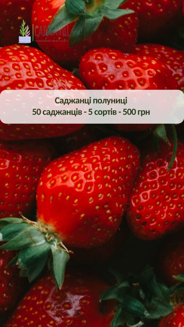 полуниця Набір полуниці - 50 кущів — 500 грн